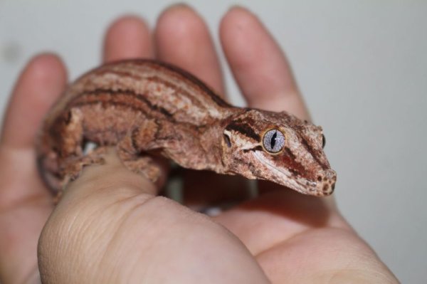 画像2: ガーゴイルゲッコー　e個体 (2)