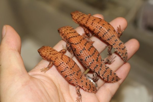 画像2: ニシピルバラヒメイワトカゲ (2)