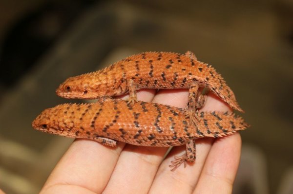 画像3: ニシピルバラヒメイワトカゲ (3)