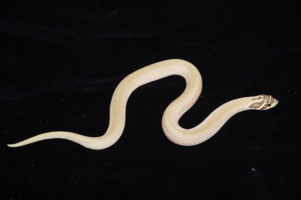画像2: セイブシシバナヘビ　スーパーコンダ　 (2)