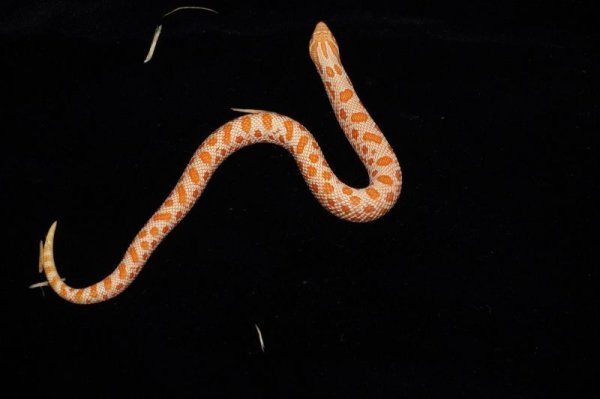 画像3: セイブシシバナヘビ　アルビノコンダ　完売しました (3)