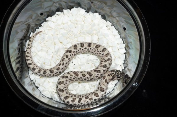 画像4: セイブシシバナヘビ　スーパーアークティック (4)