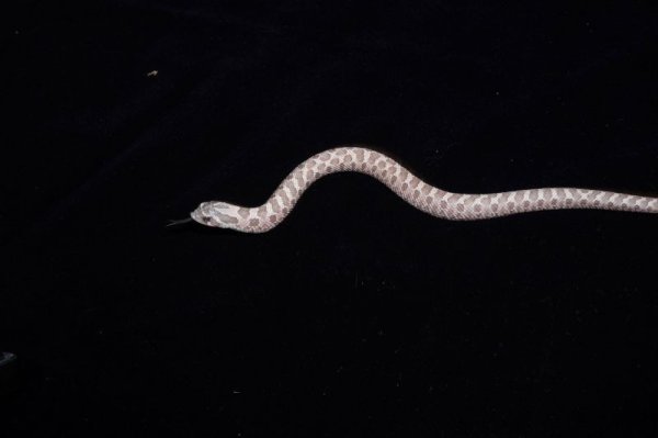 画像3: セイブシシバナヘビ　ラベンダー　完売しました (3)