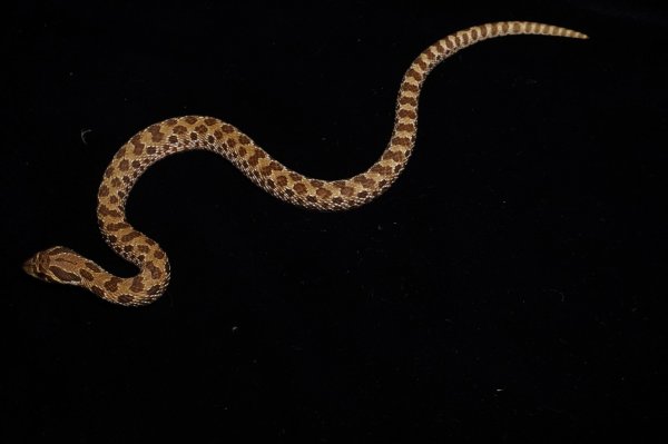 画像1: セイブシシバナヘビ　パステル (1)