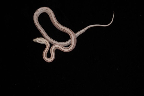 画像3: コーンスネーク　ウルトラメルアネリストライプ (3)