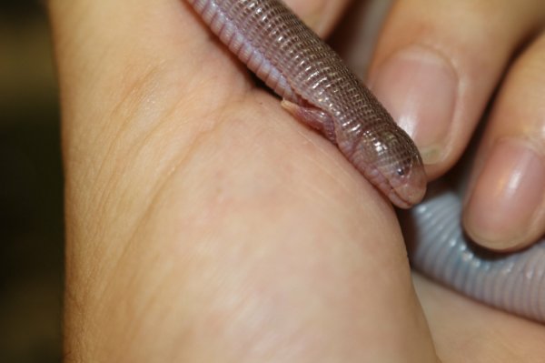 画像2: ヨツユビアホロテトカゲ　完売しました (2)