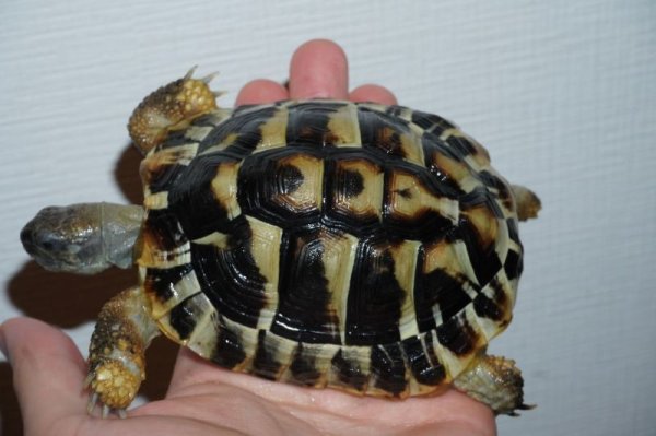 画像2: ニシヘルマンリクガメ　完売しました (2)