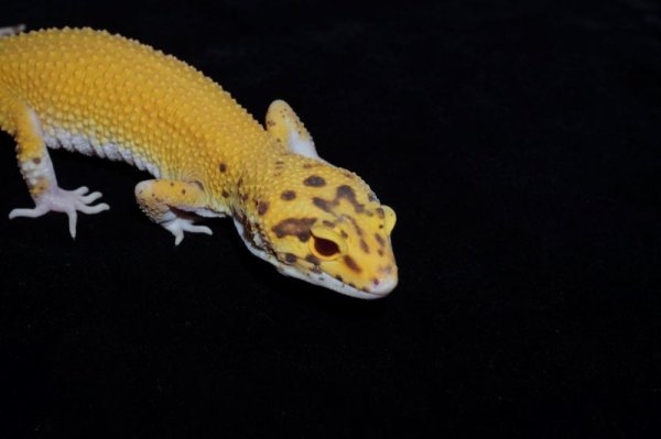 画像3: アフガンタンジェリンレーダー (3)