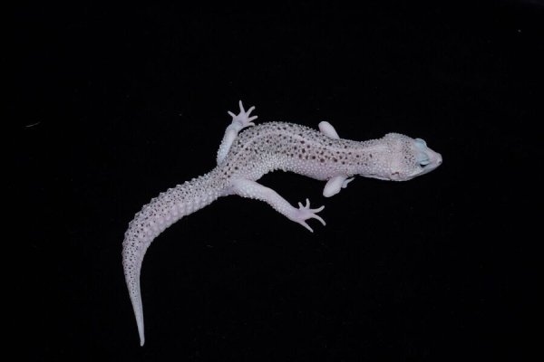 画像2: ユニバースエニグマ (2)