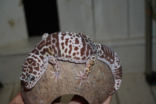 画像2: ダイオウトカゲモドキ (2)