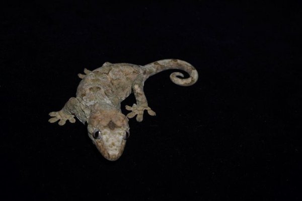 画像3: チャホアミカドヤモリ　パイン　♀ (3)