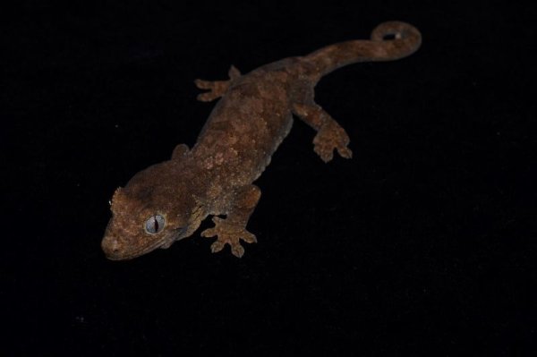 画像2: チャホアミカドヤモリ　mainland ♀ (2)