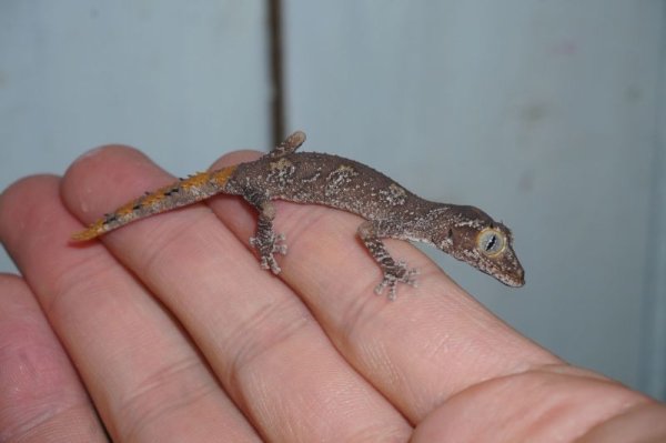 画像5: マツゲイシヤモリ (5)
