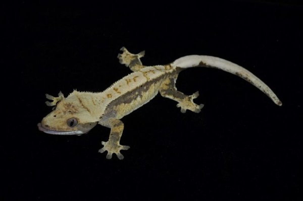 画像4: クレステッドゲッコー　エクストリームハーレクイン (4)