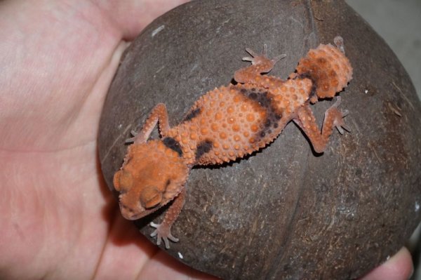 画像3: オビタマオヤモリ (3)