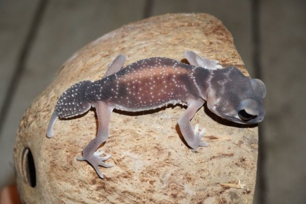 画像3: ナメハダタマオヤモリ (3)