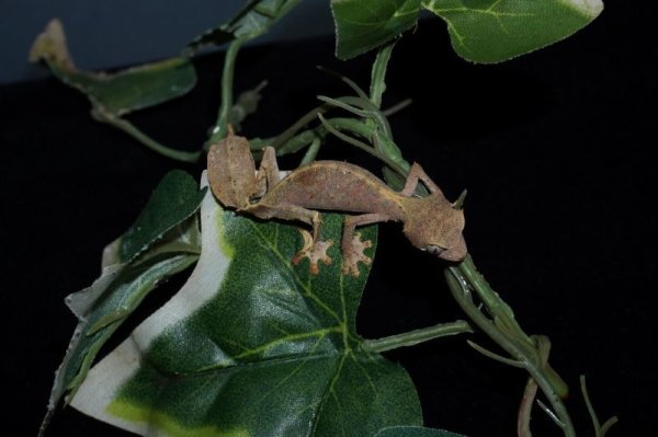 画像4: エダハヘラオヤモリ　完売しました (4)