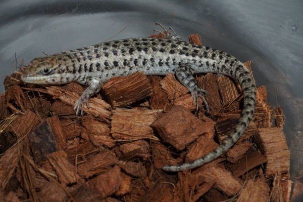 画像5: ショートネックスキンク (5)