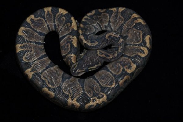 画像2: ボールパイソン　GHI　完売しました。 (2)