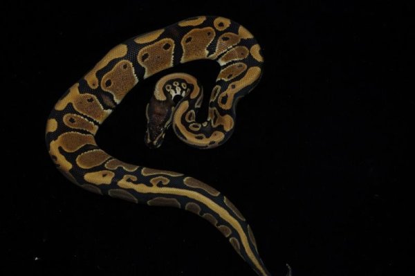 画像2: ボールパイソン　ノーマルhetアルビノパイボール  ♀　完売しました。 (2)