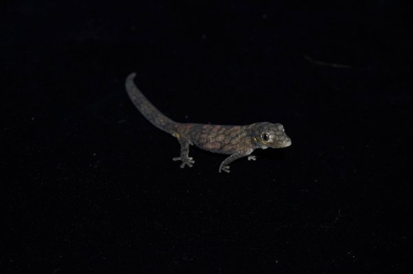 画像3: ヴェイヤールクチサケヤモリ　♀ (3)