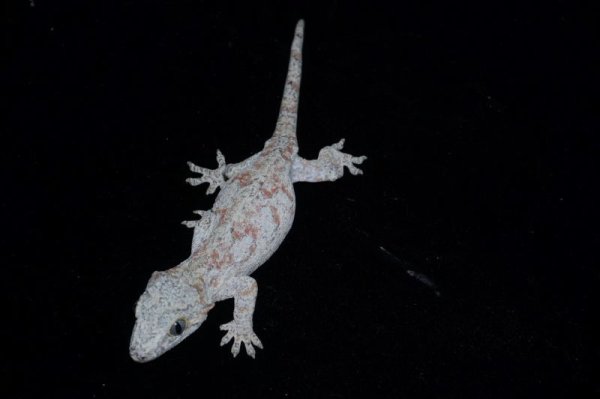 画像2: ガーゴイルゲッコー　レッドマーブル　♀ (2)