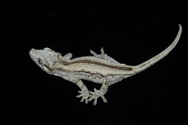 画像2: ガーゴイルゲッコー　ブラックストライプ 　♀　完売しました (2)