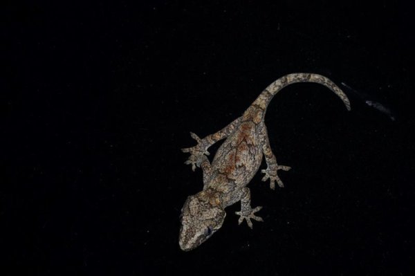 画像2: ガーゴイルゲッコー　オレンジストライプ　完売しました (2)