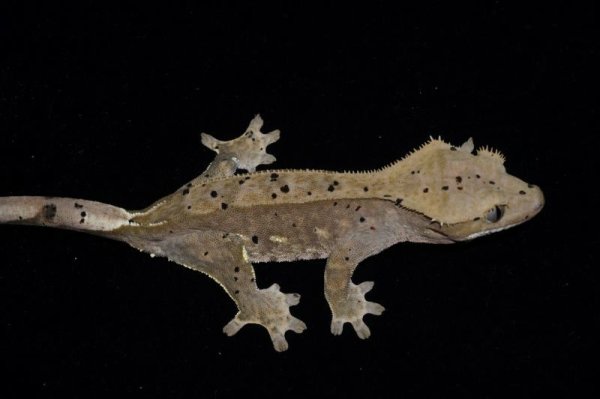 画像2: クレステッドゲッコー　ダルメシアン　♀ (2)