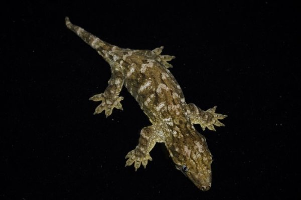 画像2: ジャイアントゲッコー　ヌアナ　完売しました (2)