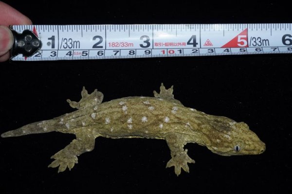 画像3: ジャイアントゲッコー　ブロッセ　完売しました (3)