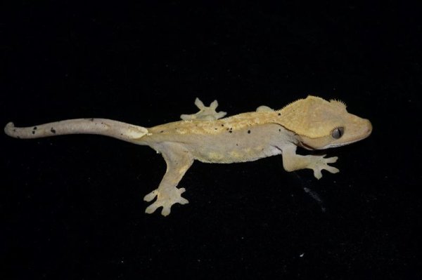画像2: クレステッドゲッコー　ダルメシアン　♀ (2)