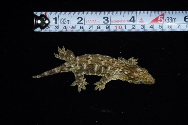 画像3: ジャイアントゲッコー　ヌアナ　完売しました (3)