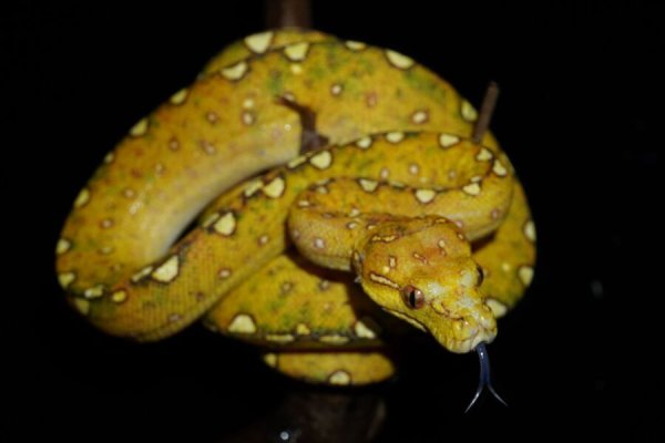 画像2: グリーンパイソン　ティミカ1 (2)