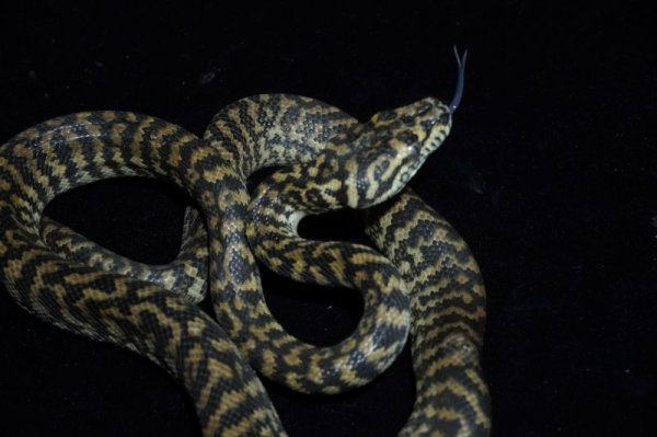 画像3: カーペットパイソン　ゼブラ　♂　完売しました (3)