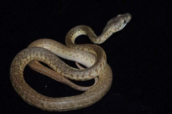 画像3: カーペットパイソン　スーパーキャラメルジャガー　完売しました (3)