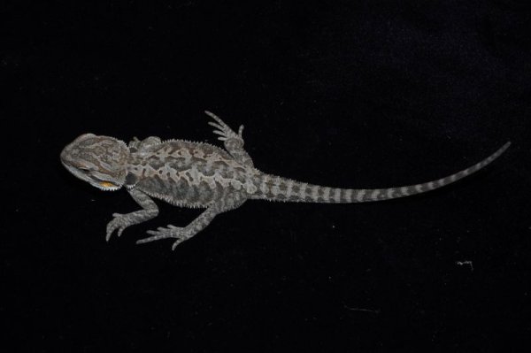 画像2: フトアゴヒゲトカゲ　ノーマル　完売しました (2)