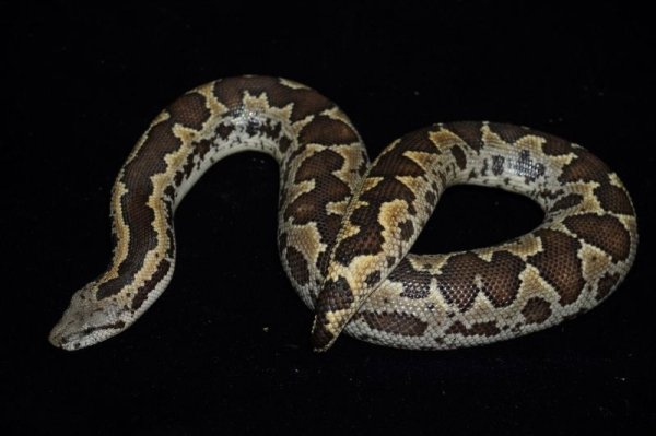 画像5: ラフスケールサンドボア　ペア (5)