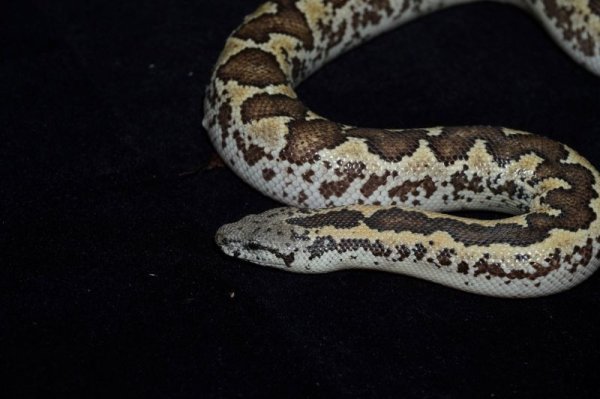 画像3: ラフスケールサンドボア　ペア (3)