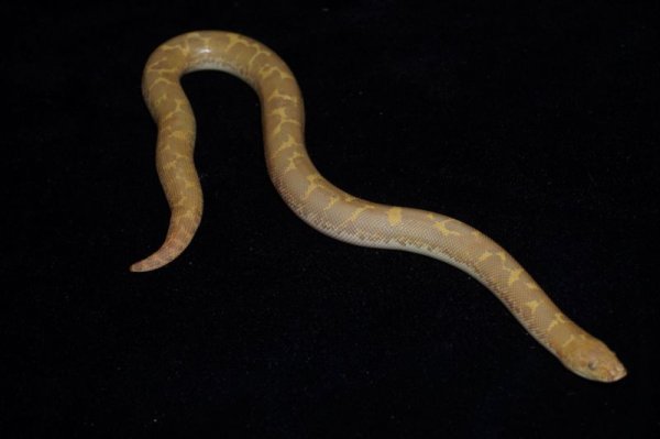 画像5: ケニアサンドボア　アルビノhetスノー (5)