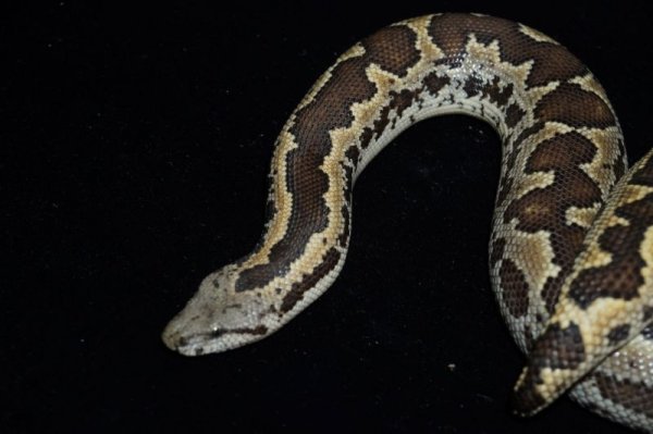 画像6: ラフスケールサンドボア　ペア (6)