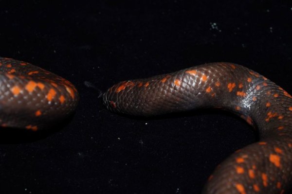 画像2: カラバリア　カメルーンレッド　♀ (2)