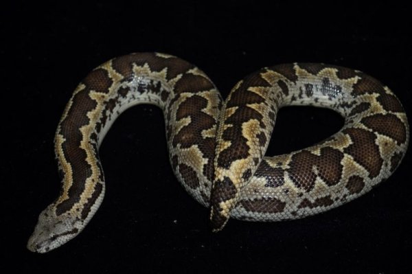 画像4: ラフスケールサンドボア　ペア (4)