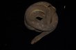 画像2: ミドリタマゴヘビ (2)