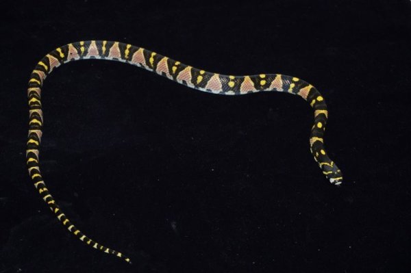 画像4: タカサゴナメラ　ベトナム　ペア (4)