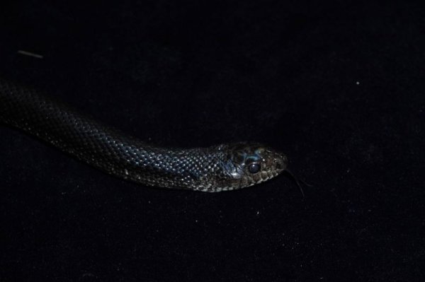 画像3: ブラックパインスネーク　♂ (3)