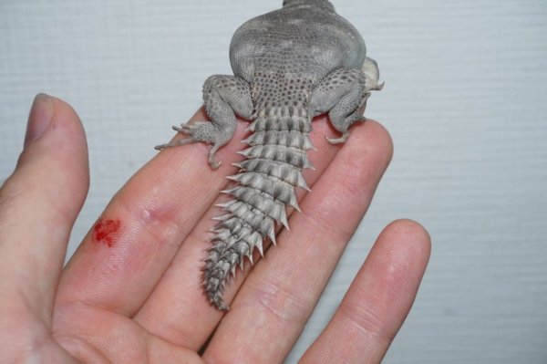 画像3: ユカタントゲオイグアナ　E個体　完売しました (3)