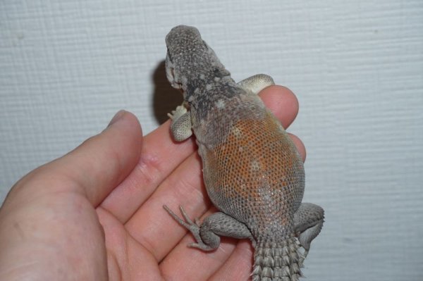 画像3: ユカタントゲオイグアナ　C個体　完売しました (3)