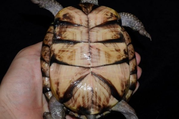 画像5: トウブハコガメ　D個体　完売しました (5)