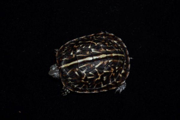 画像5: フロリダハコガメ　C個体　完売しました (5)